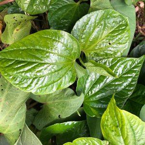 vegetable pepper la lot, piper