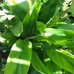 boesenbergia-rotunda-krachai