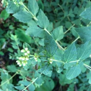 calea-ternifolia-dream-herb-plant