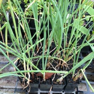 allium-prolifer-egyptian-walking-onion