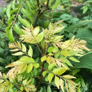 bergera-koenigii-curry-leaf-plant