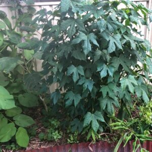 cnidoscolus-aconitifolius-chaya