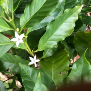 coffea-arabica-coffe-plant
