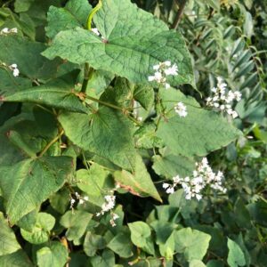 fagopyrum-cymosym-perennial-buckwheat-