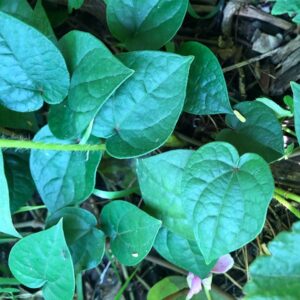 piper-hederaceum-native-pepper-vine