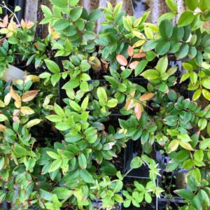 plinia-jaboticaba