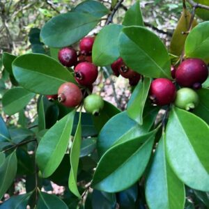 psidium-cattleyanum-strawberry-guava