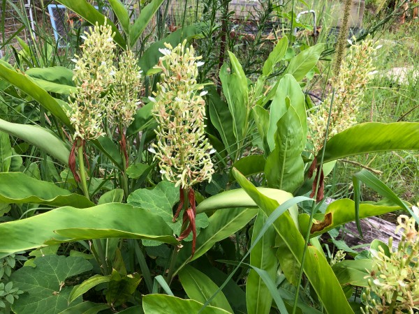 alpinia galanga, galangal , red galangal