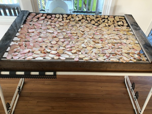 air-drying galalngal