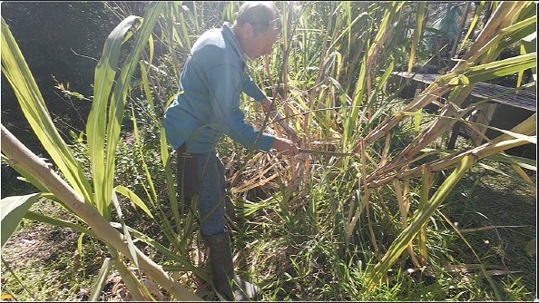 sugarcane-pressing-13-opt sugarcane-pressing-13-opt