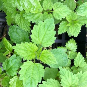 urtica-dioica-stinging -nettle