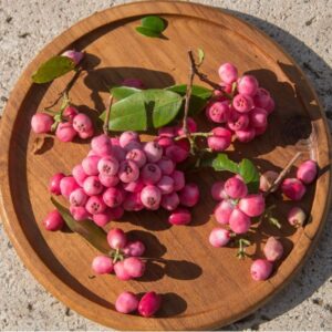 Syzygium luehmannii, riberry plant