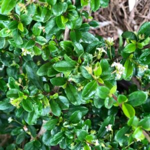ehretia-microphylla-fukien-tea-tree