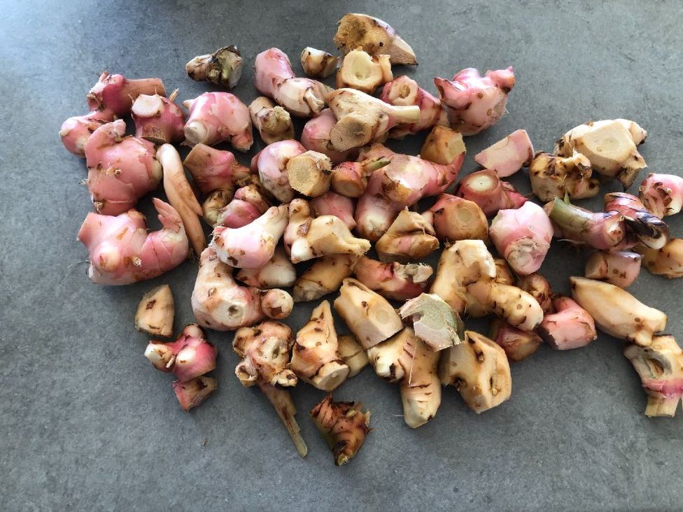 alpinia galangal-harvest