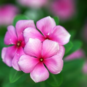Catharanthus roseus