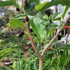 dwarf mulberry fruit tree, morus nigra
