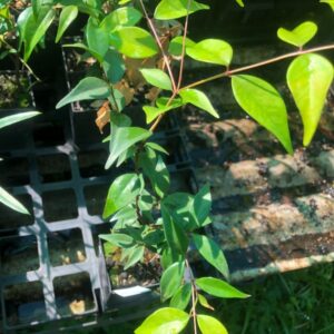 myrtus communis-culinary-myrtle