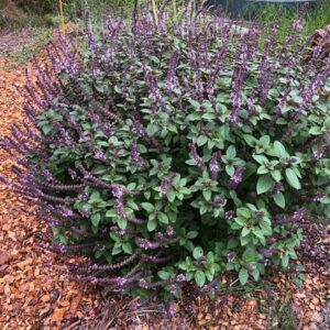 ocimum-kilimandscharicum-basilicum-dark- opal-perennial-basil