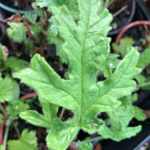 pelargonium-hortorum-geranium-robert-lemon-rose-