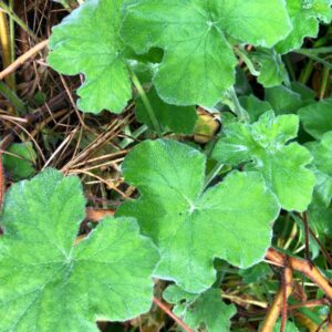perlagonium-hybrid-scented-geranium-peppermint