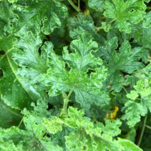 perlagonium-spp-scented-geranium-pine-