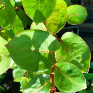 persicaria chinensis chinese knowtweed