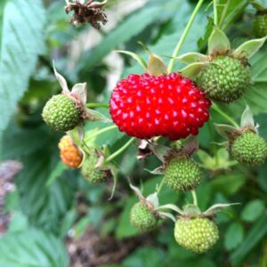 atherton raspberry
