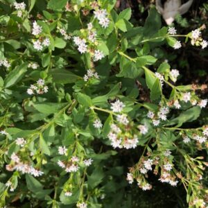 stevia-rebaudiana-herb-plant