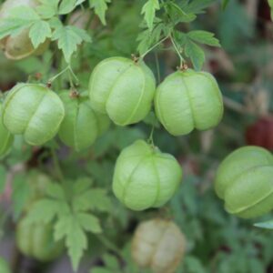 Cardiospermum halicacabum