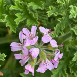 Pelargonium-graveolens-rose-scented-geranium