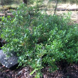 boobialla, myoporum insulare