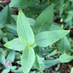 pycnanthemum-muticum-cluster-mountain-mint
