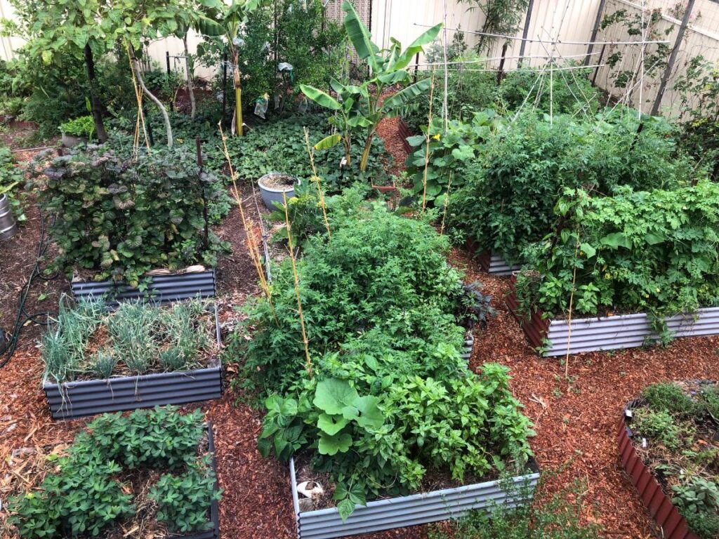 raised beds vegetable garden