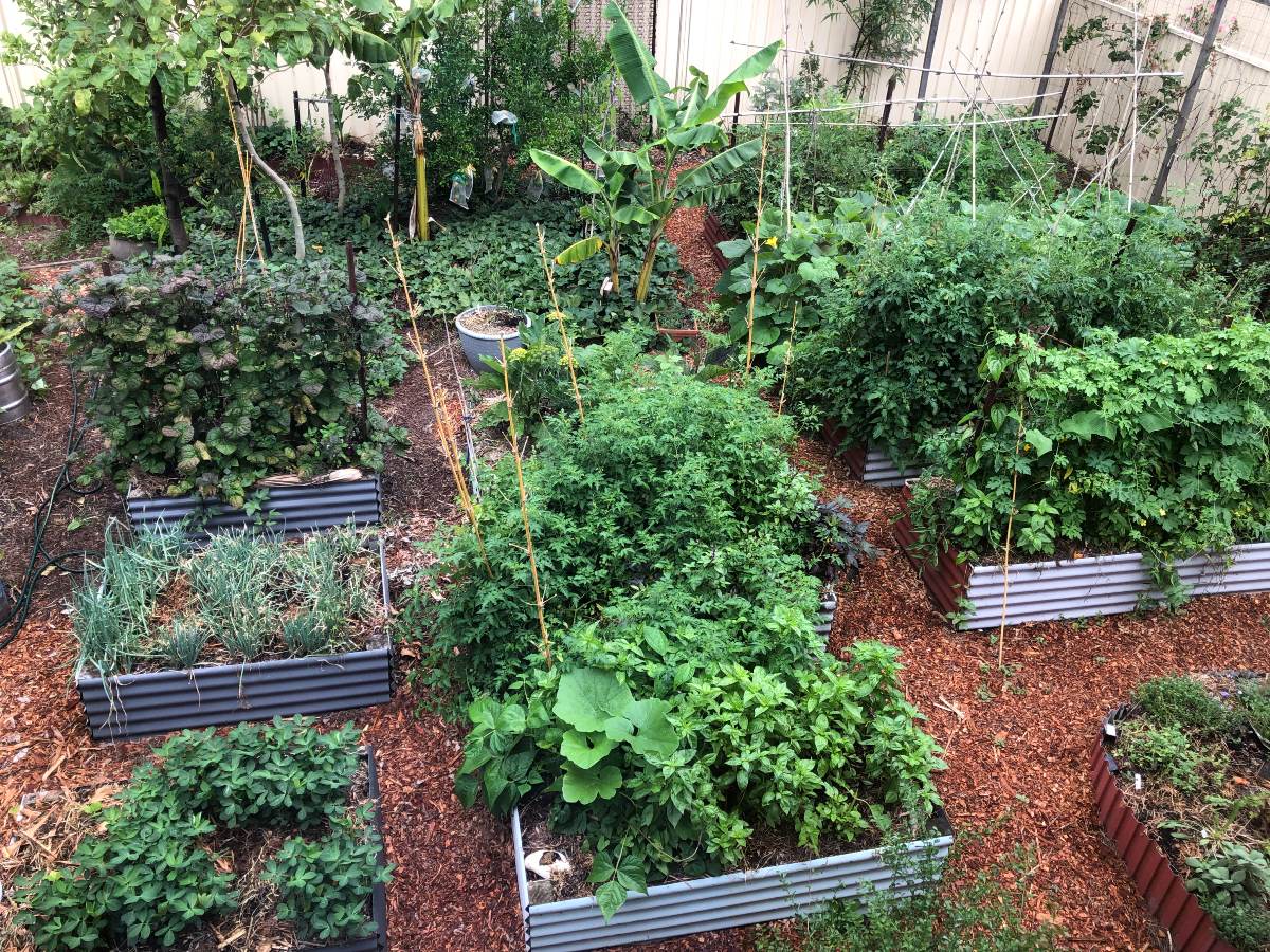 raised beds vegetable garden