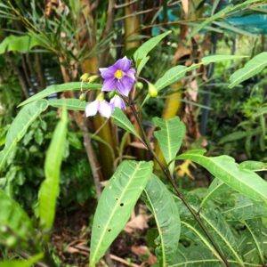 solanum-aviculare-kangaroo-apple-plant