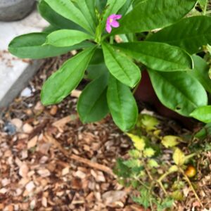 talinum-fruticosum-surinam-spinach