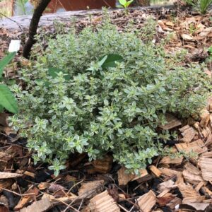 thyme silver posie
