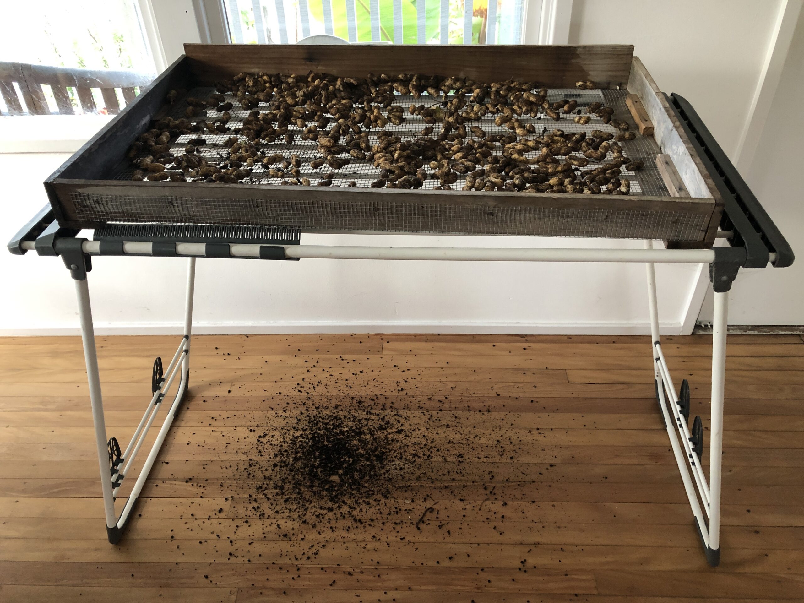 drying peanut harvest