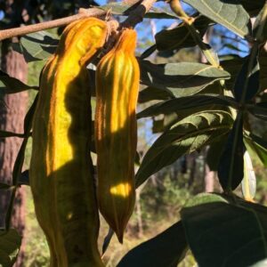 inga edulis, ice, cream bean
