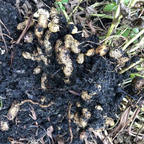 peanut harvest