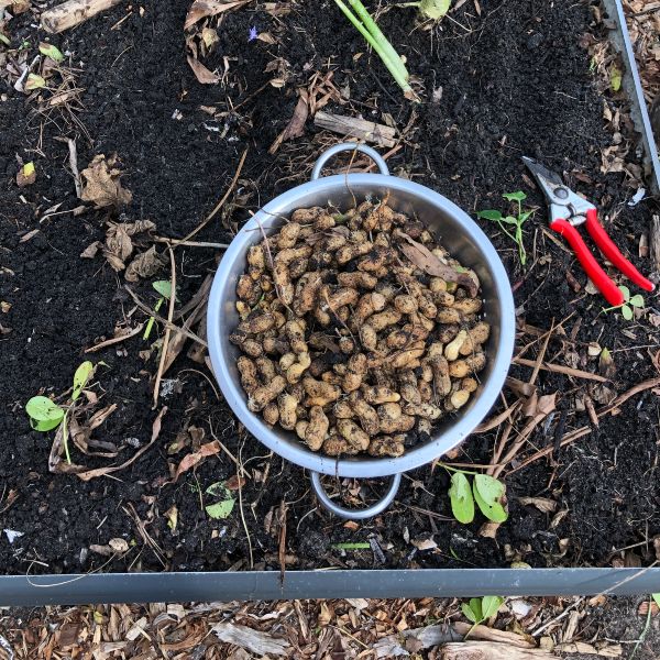 peanut-harvest-2