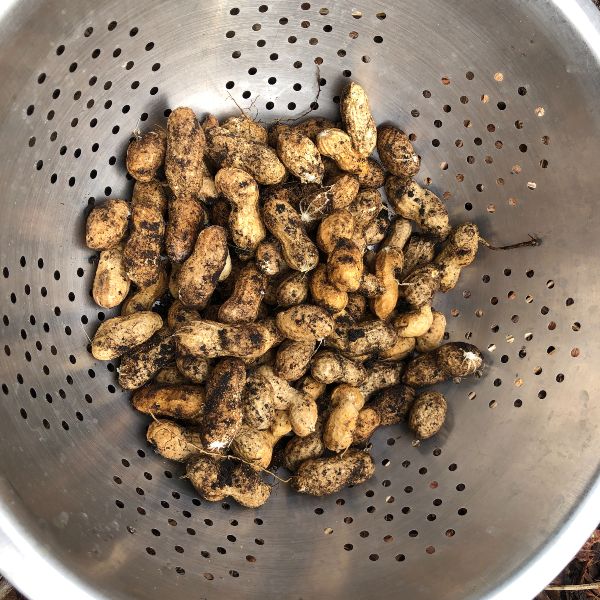 peanut-harvest