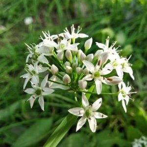 allium-ramosum-chinese-chives
