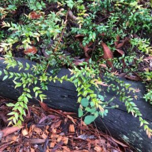 Midyim Berry (Austromyrtus dulcis)