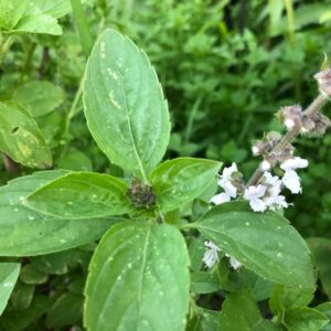 ocimum-tenuiflorum-tulsi-rama-1