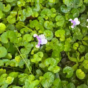 Viola hederacea, native violet