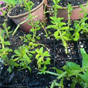 rice pddy herb limnophila aromatica