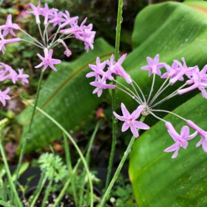 society-garlic-Tulbaghia violacea